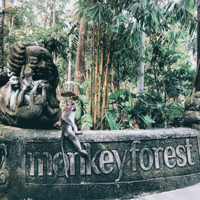 monkey forest