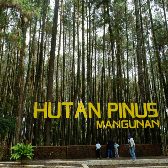 hutan pinus